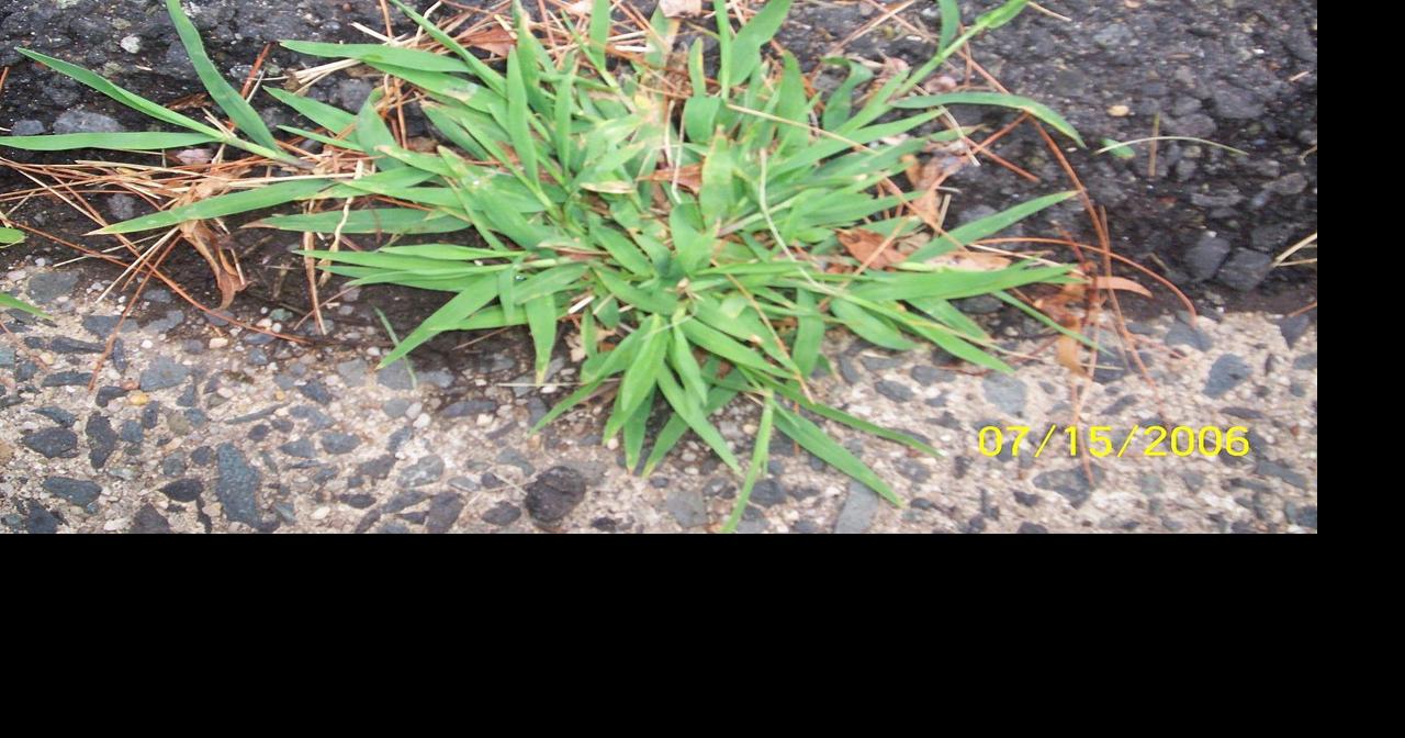 Fanatical Botanical: Crabgrass vs. wiregrass