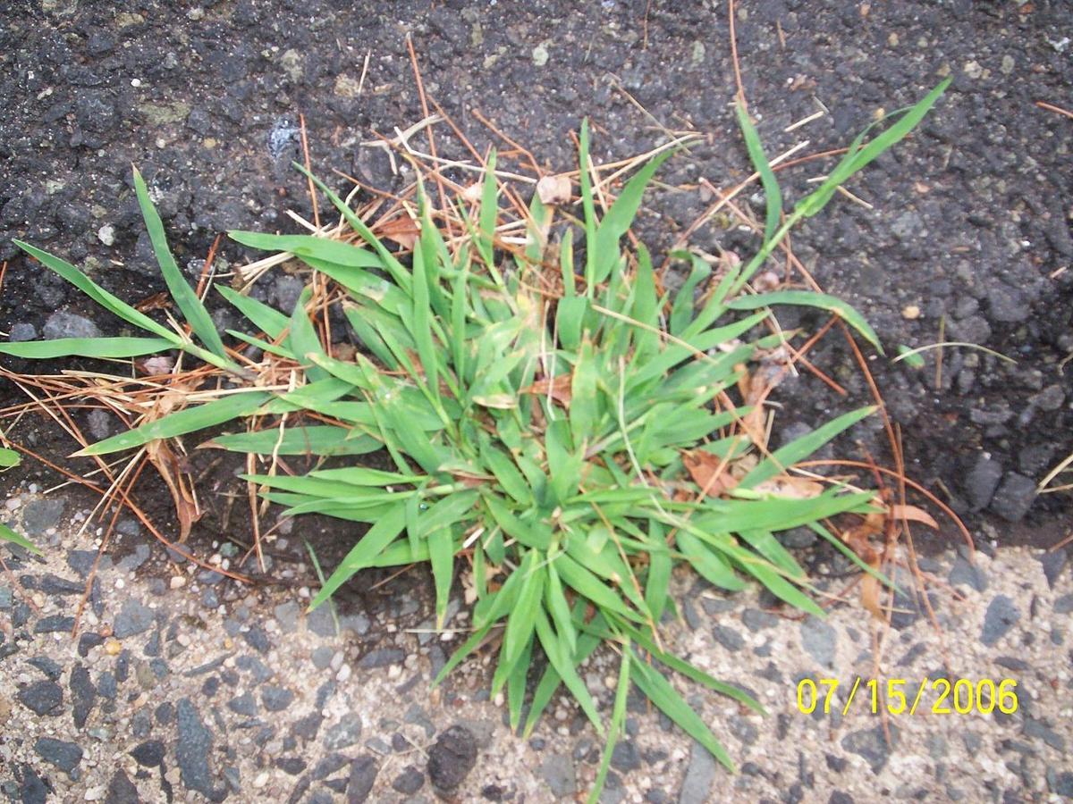 Fanatical Botanical Crabgrass Vs Wiregrass Archive Roanoke Com