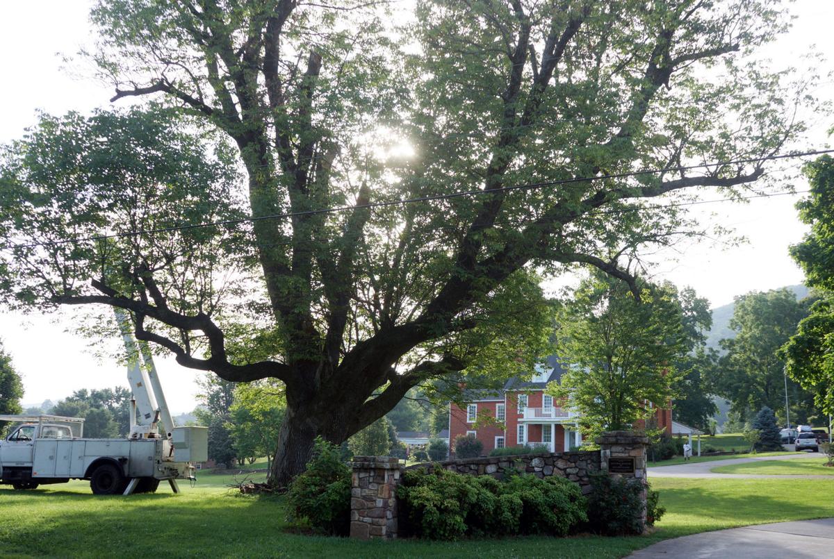 Photos Saying goodbye to one of the biggest white ash trees in Virginia
