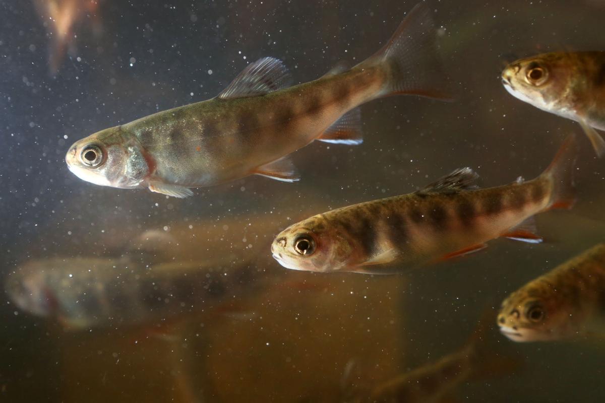 Shawsville students grow school of trout Education