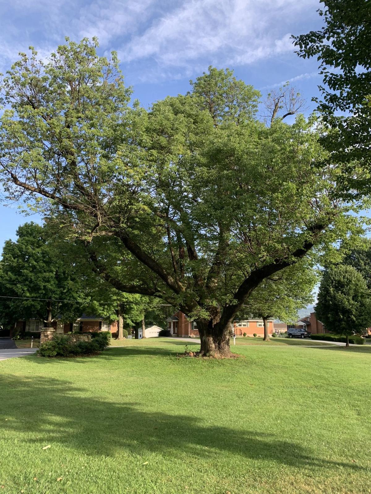 Photos Saying goodbye to one of the biggest white ash trees in Virginia