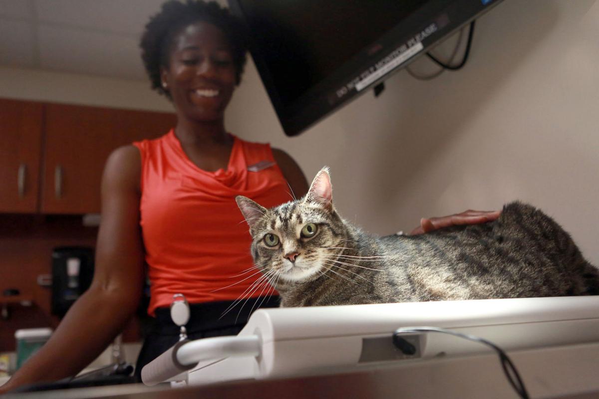 Vet School Looking To Put Fat Cats On Purr Fect Diet Education