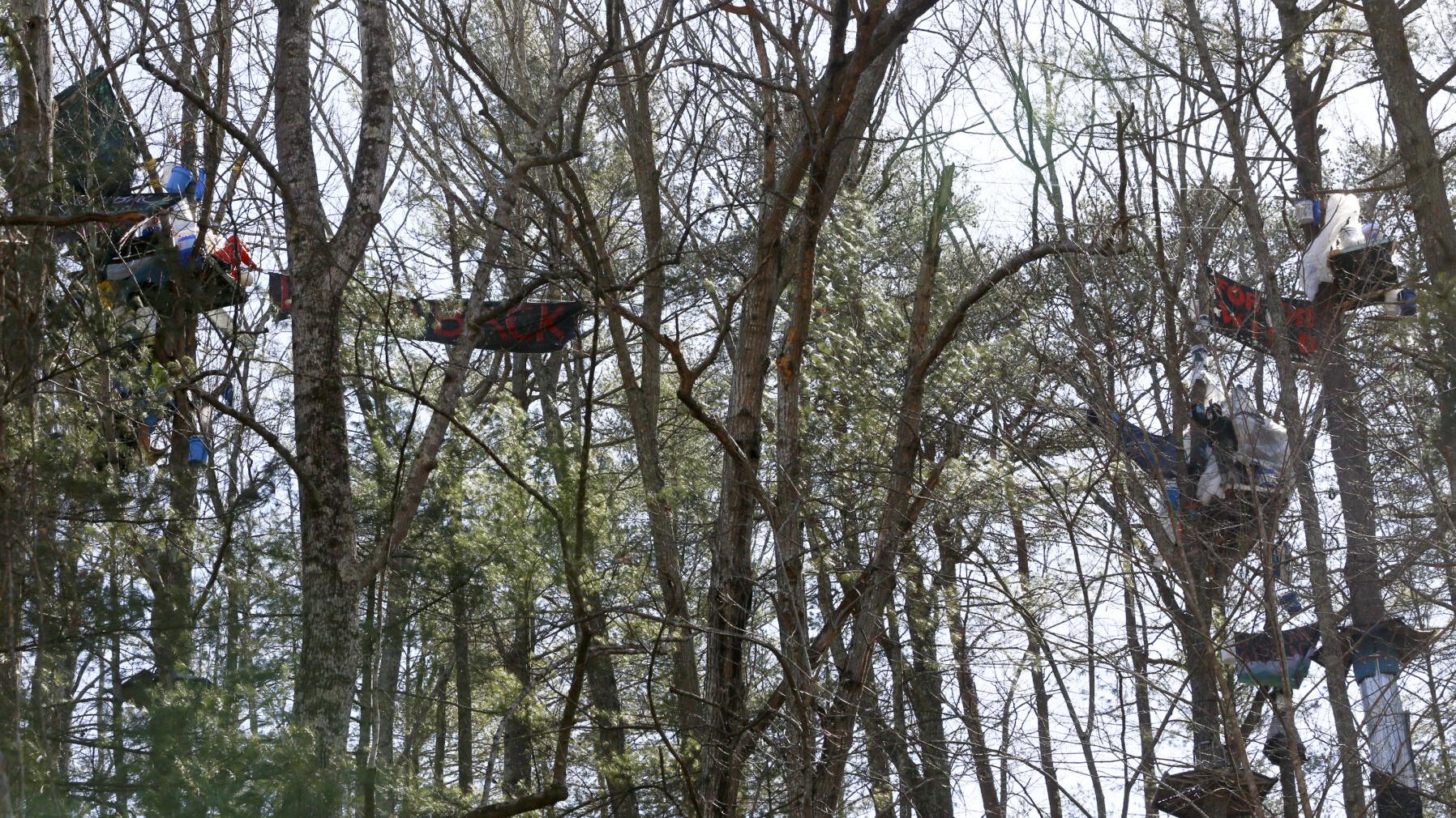 Pipeline opponents sentenced to spend day in jail for each day in tree-sit protest - Vimarsana News