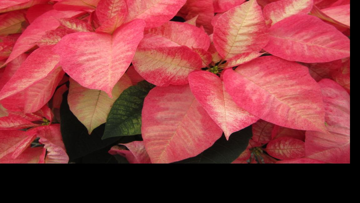 Fanatical Botanical Poinsettia Power Archive Roanoke Com