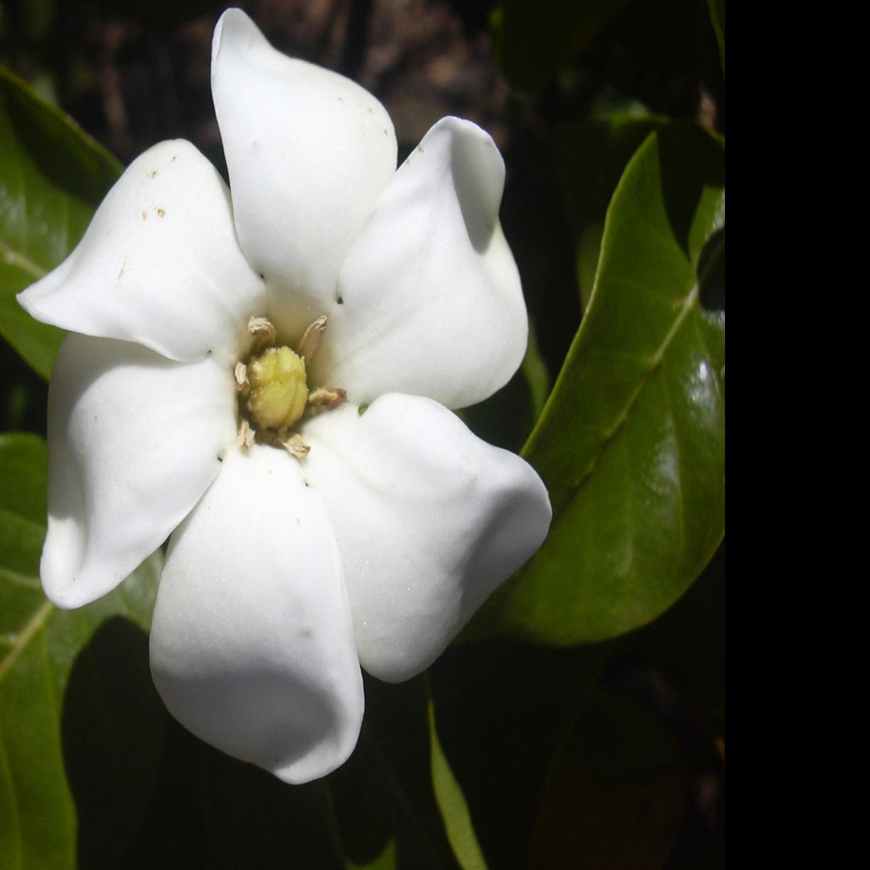 Fanatical Botanical Be Careful When Planting Gardenias Archive