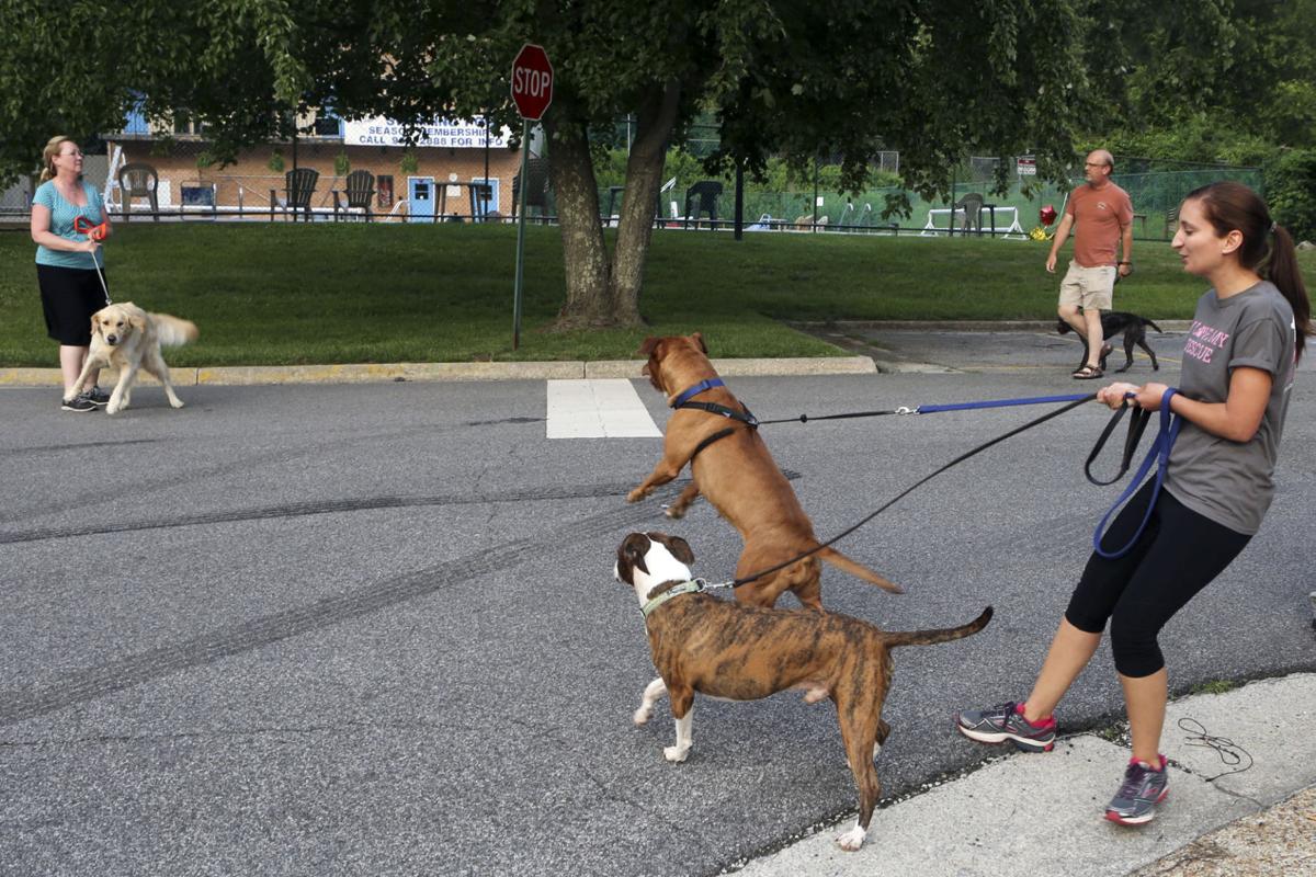 pit bulls still attracting controversy
