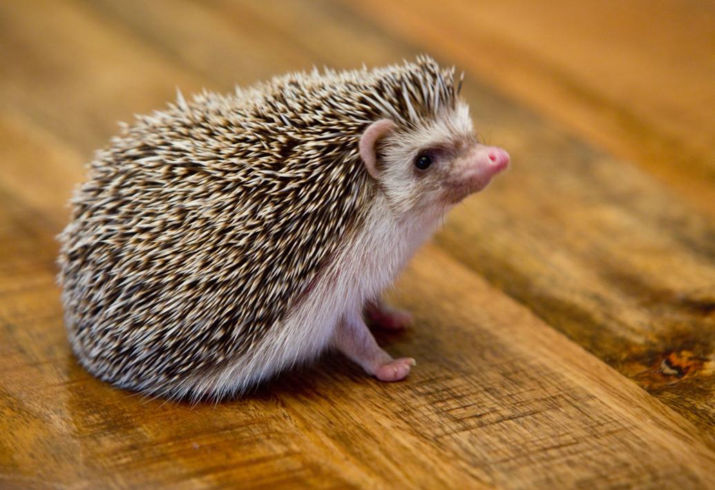 cuddly hedgehog