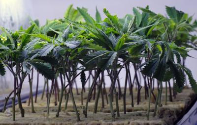 Editorial: Virginia's marijuana legalization bill is ...