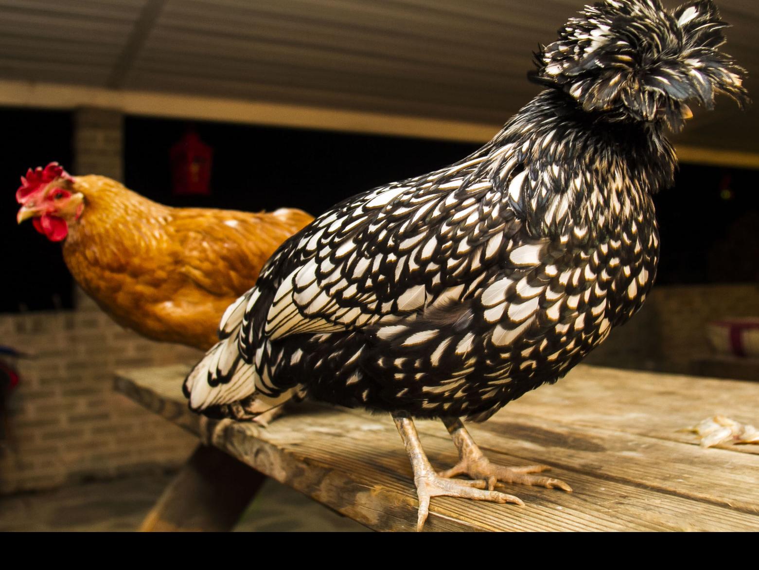Blacksburg Unveils Draft Of Backyard Chicken Law Local News