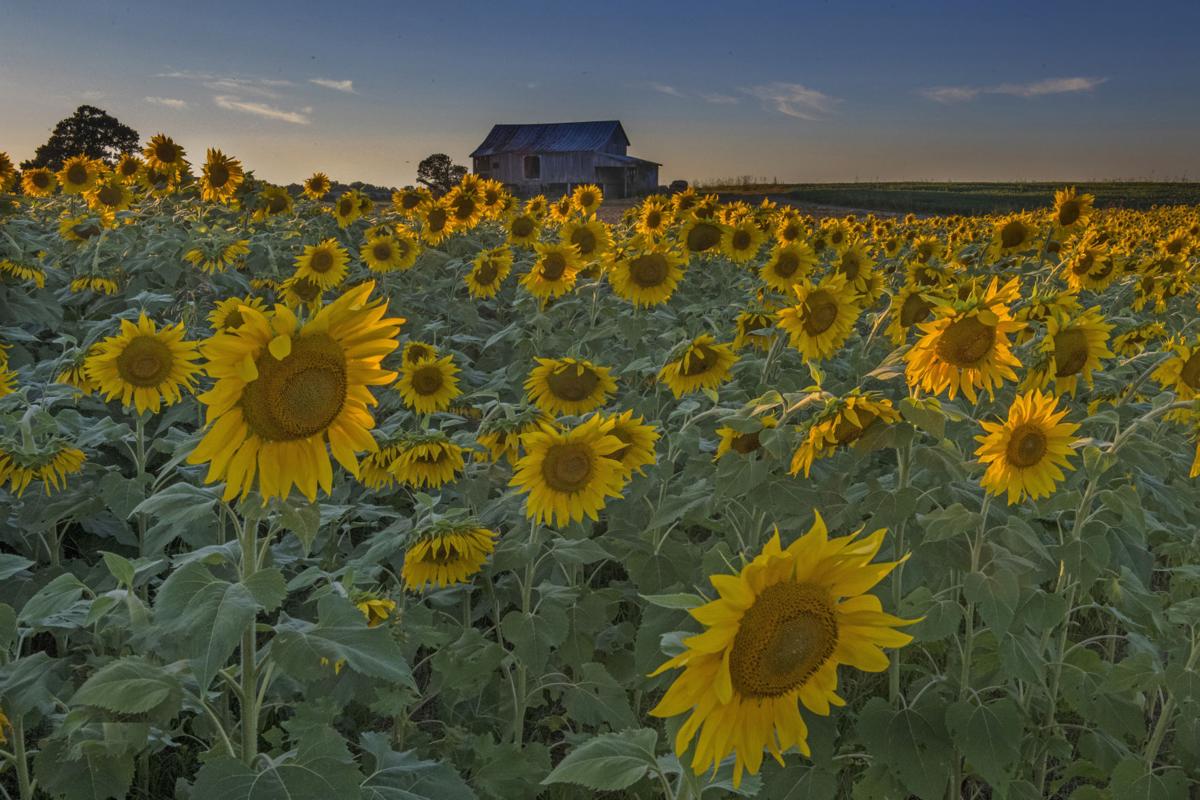 Agritourism a growing trend for Virginia farms Business
