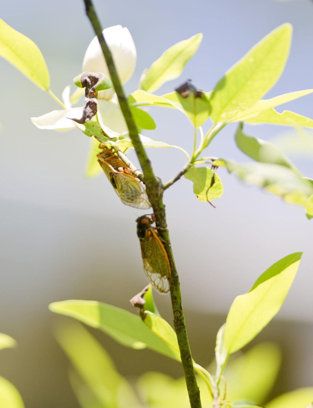 The 17year cicadas emerge across Southwest Virginia