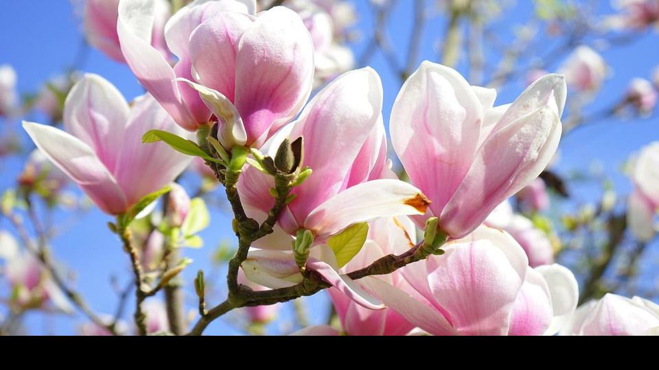 Fanatical Botanical Magnolias Show Gorgeous Blooms Early Archive Roanoke Com