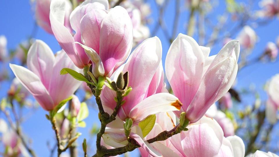 Fanatical Botanical Magnolias Show Gorgeous Blooms Early Archive Roanoke Com