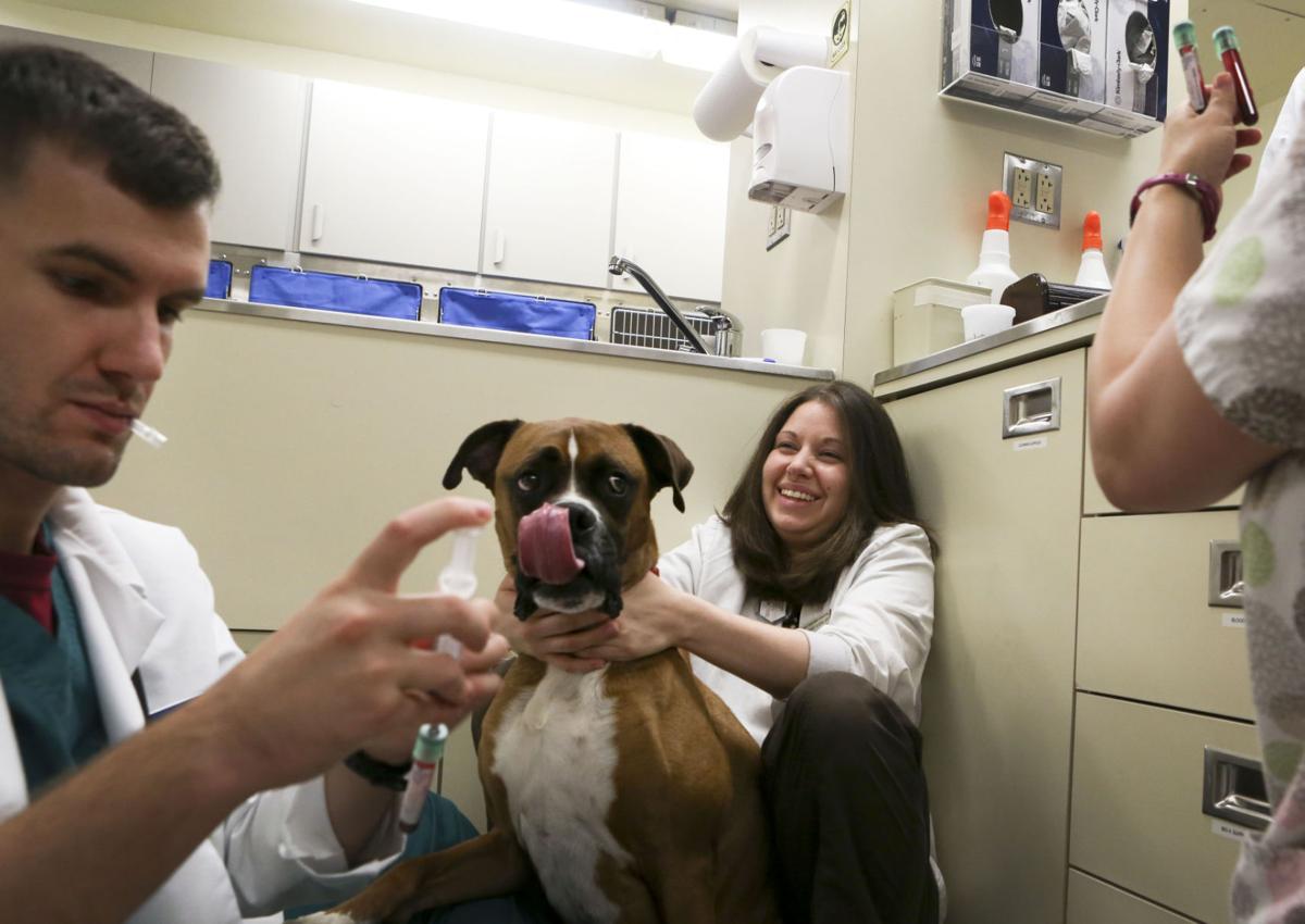 VirginiaMaryland College of Veterinary Medicine cancer trials may help