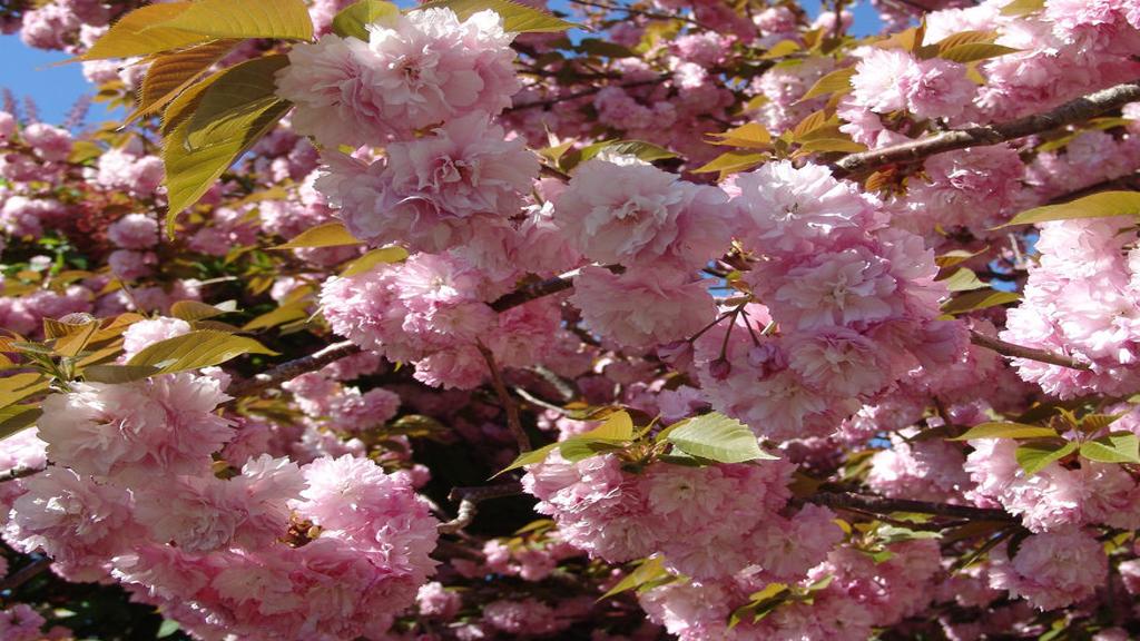 Fanatical Botanical Flowering Cherry Trees Ready To Bloom Archive Roanoke Com