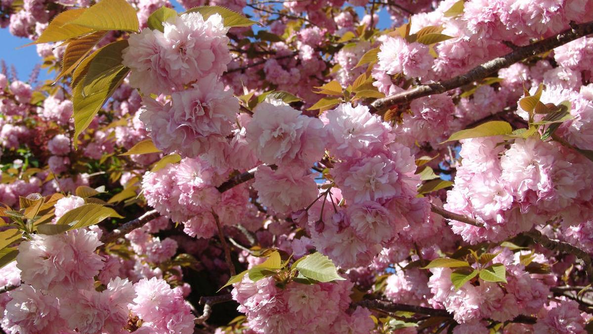 Fanatical Botanical Flowering Cherry Trees Ready To Bloom Archive Roanoke Com Fanatical Botanical Flowering Cherry Trees Ready To Bloom Archive Roanoke Com