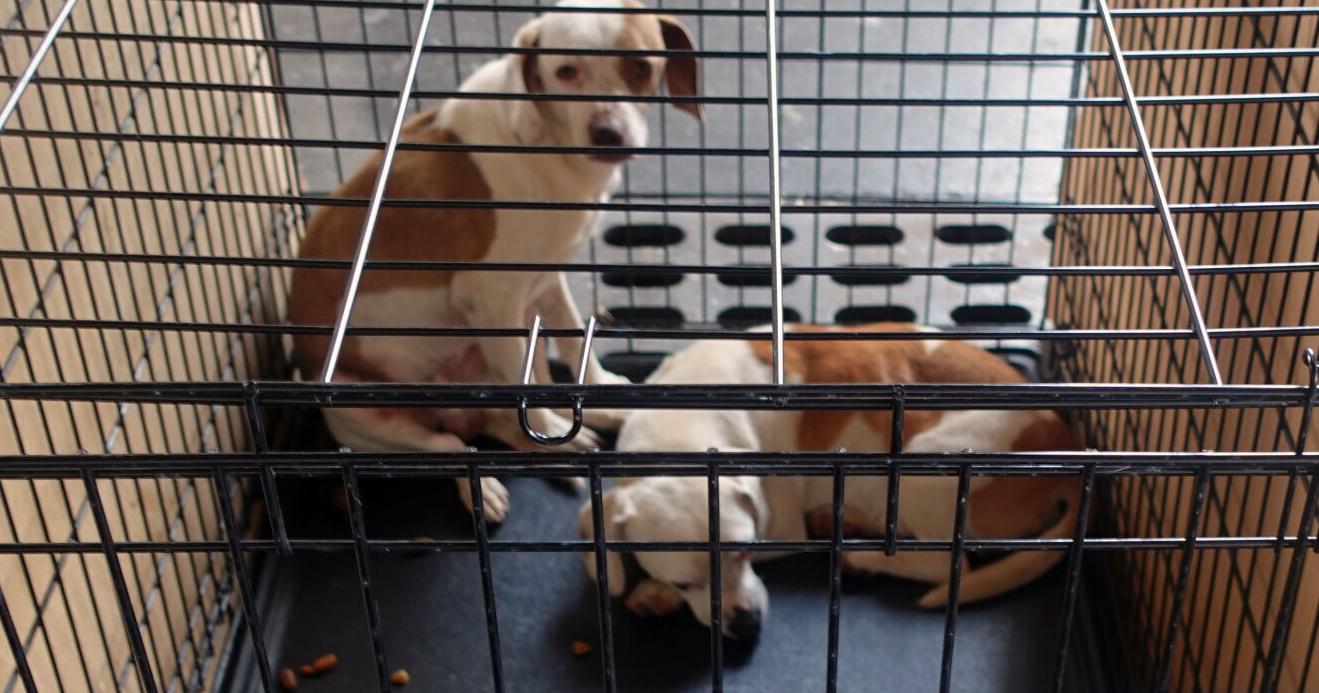 Nearly 30 dead animals found in Virginia residence - Vimarsana News