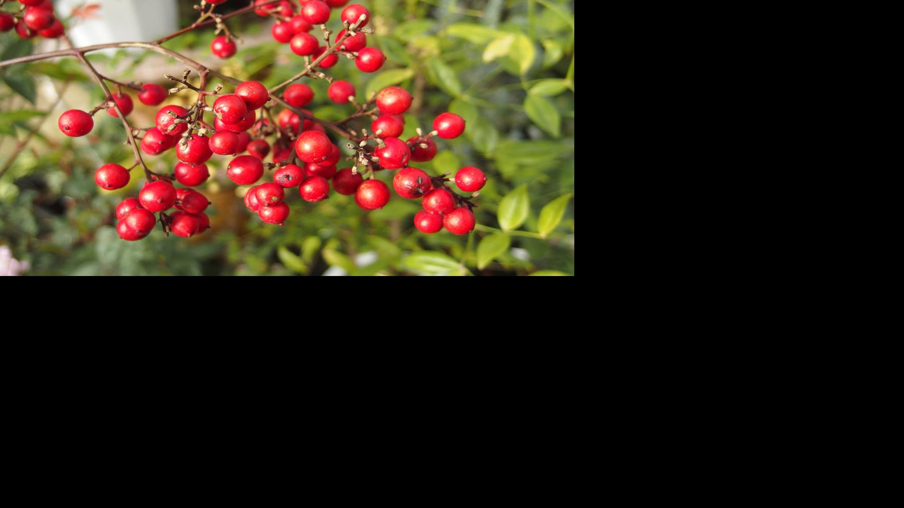 Fanatical Botanical Colorful Evergreens Add Interest To Winter