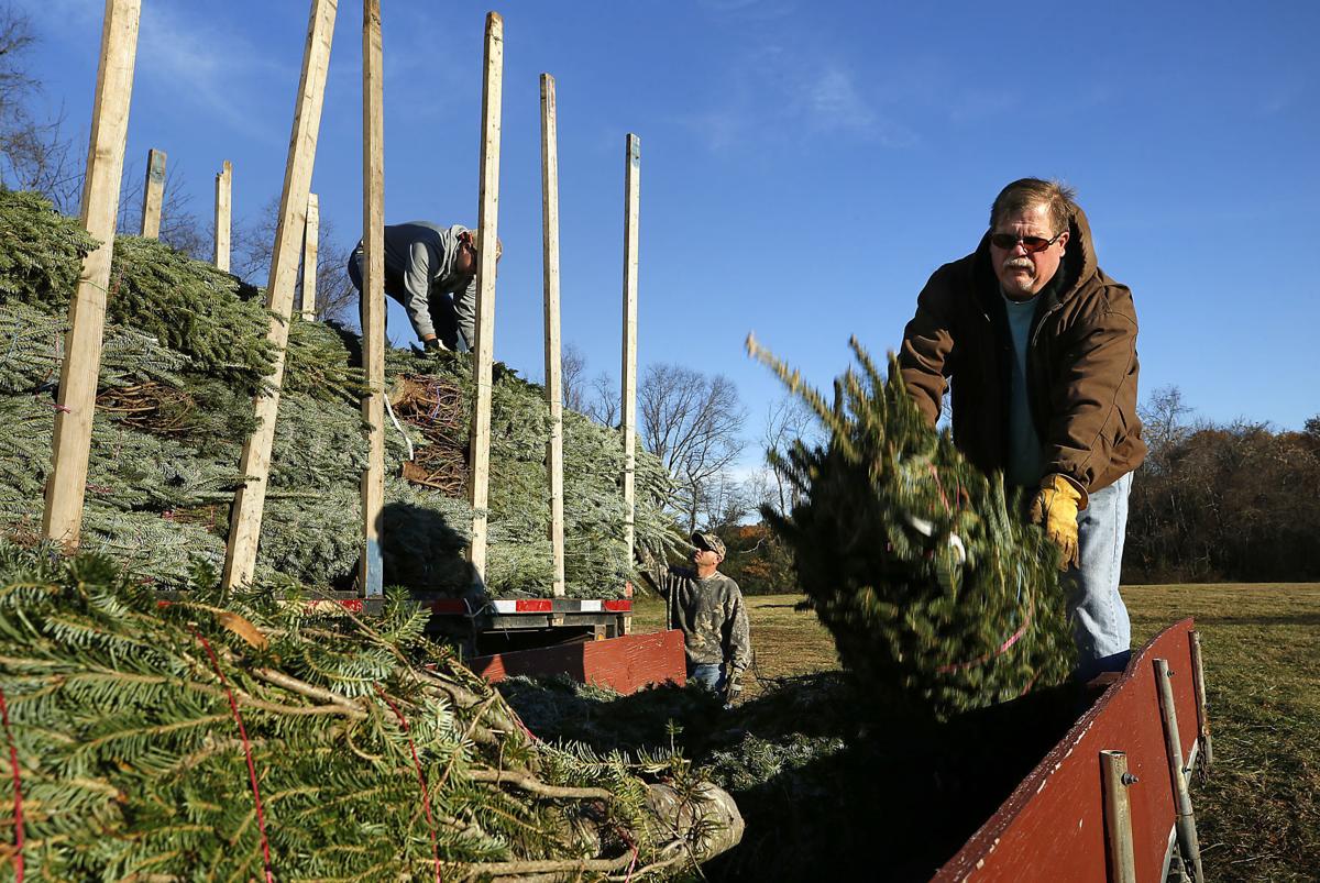 PHOTOS Christmas trees delivered to Windy Knoll Farm Gallery