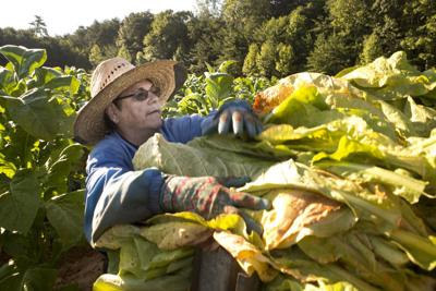 on penhook tobacco farm one more time to plant one more time to