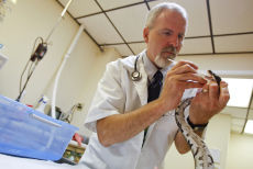 Exotic Animal Vets Work With Creatures Great And Small Archive Roanoke Com