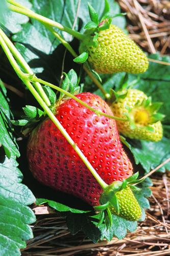 Mulching Strawberry Plants with Straw for Winter