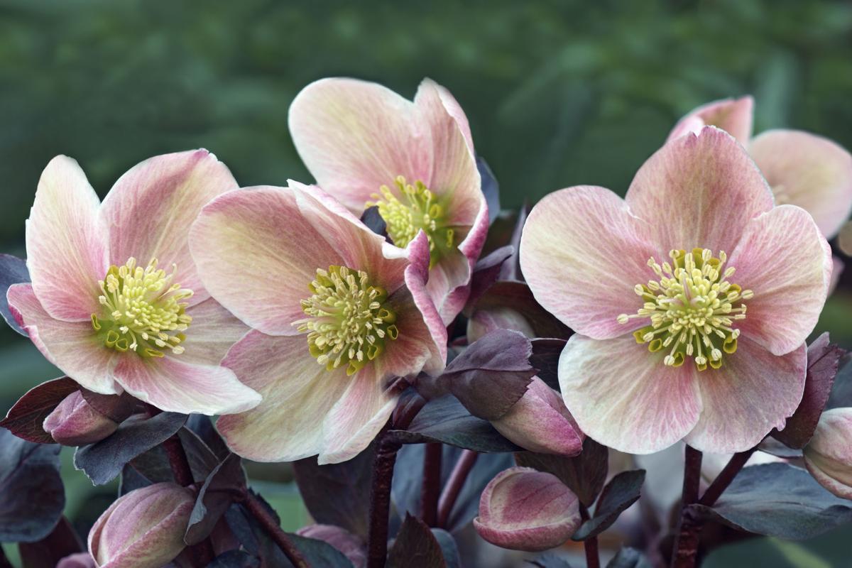 Fanatical Botanical Evergreen Perennials Add Color To Winter