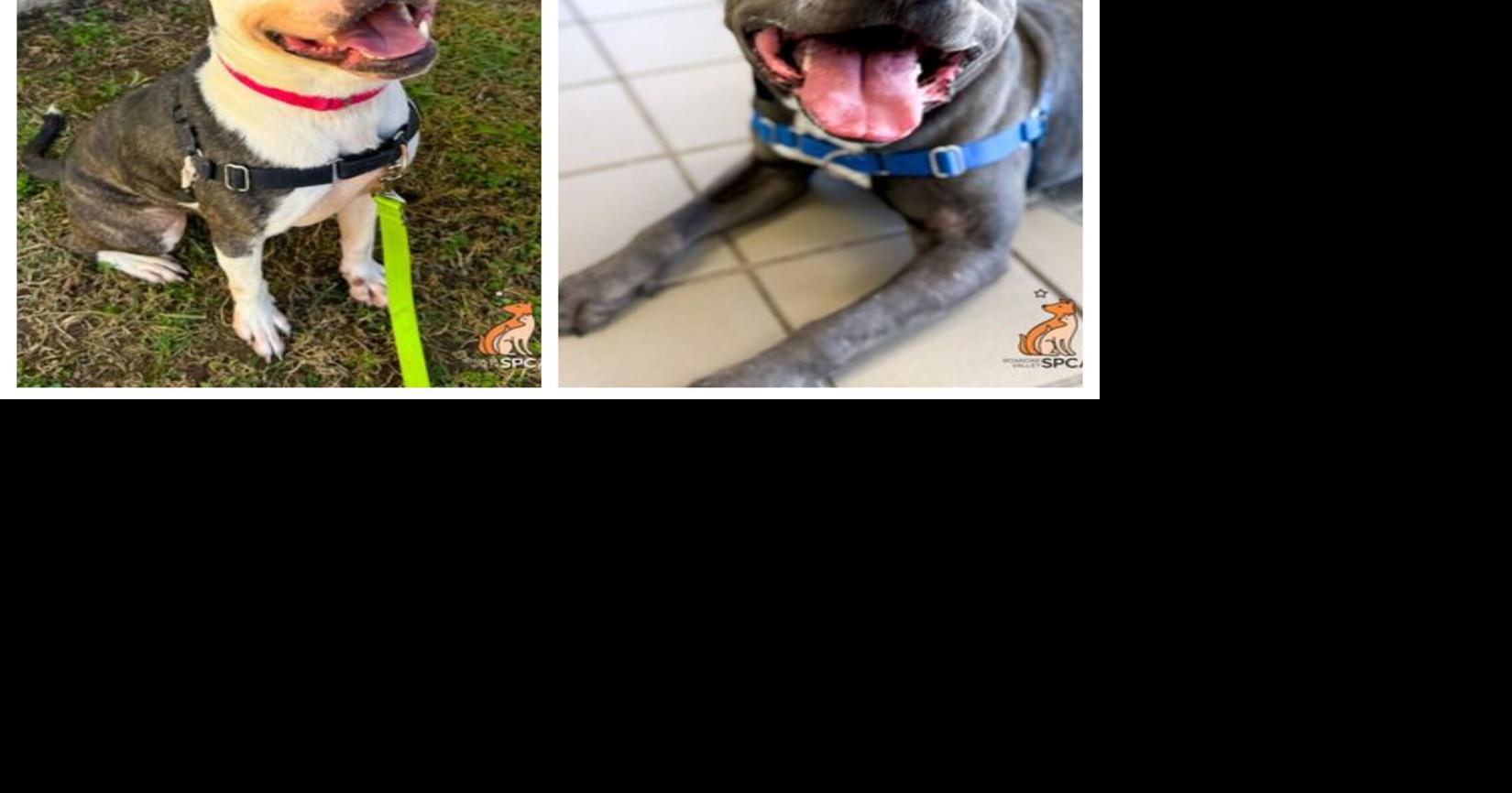 Roanoke Valley SPCA in urgent need of foster homes for pets