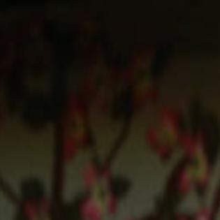 Sean Astin S Daughter Queen Of Shenandoah Apple Blossom Festival Entertainment Roanoke Com