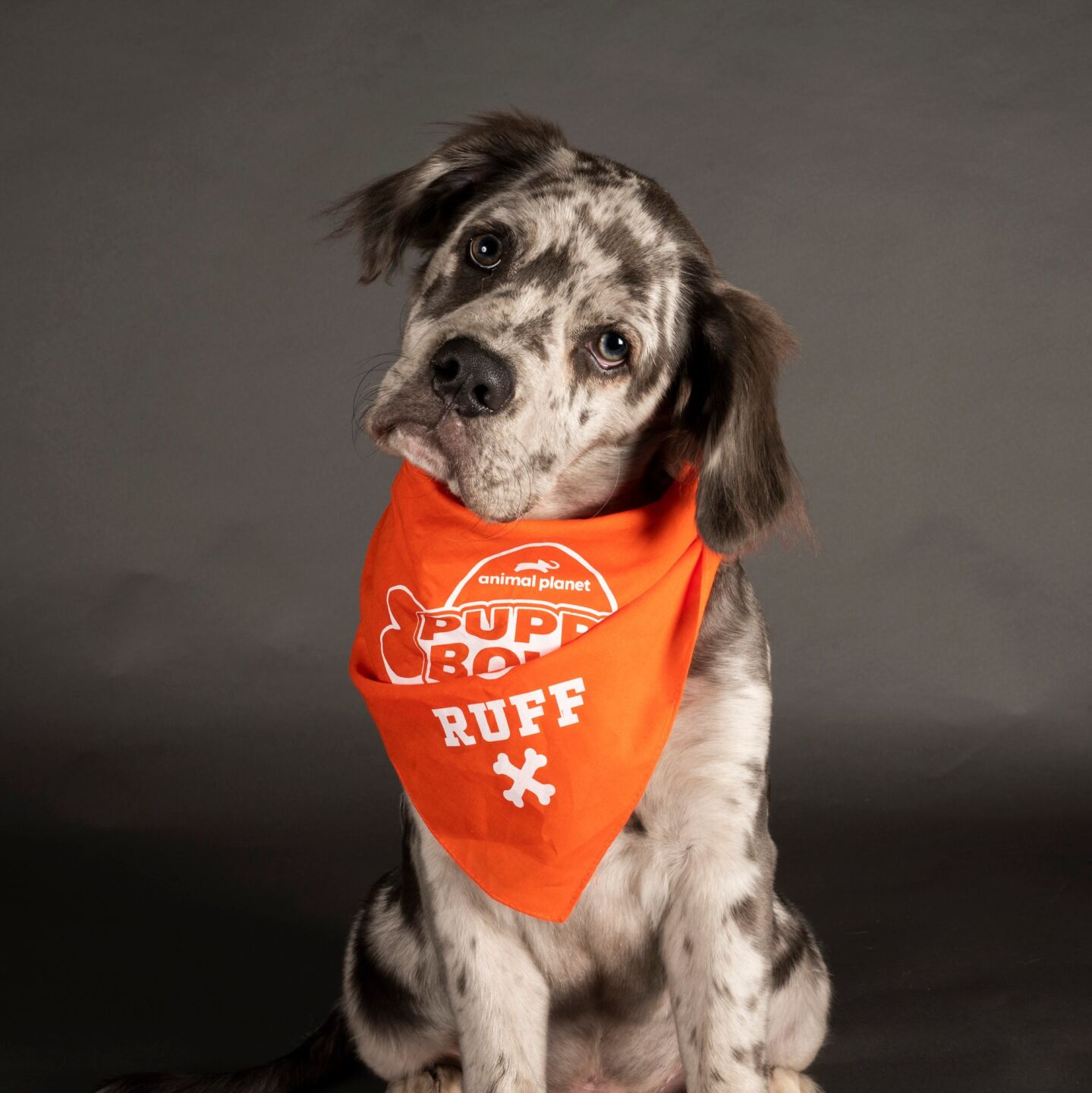 the first puppy bowl