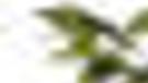 Buena Vista Mansion In Roanoke On Selling Block Again Archive Roanoke Com