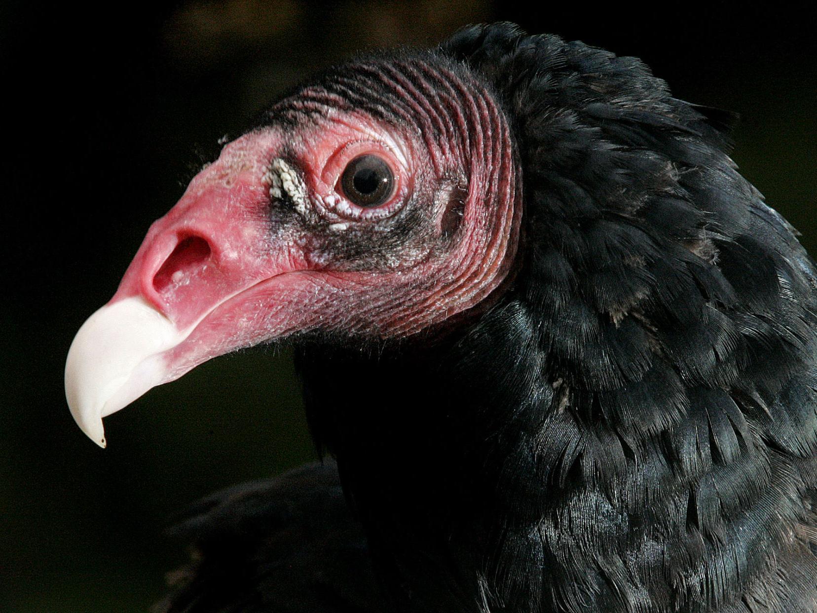Turkey Vultures Gallery Roanoke Com