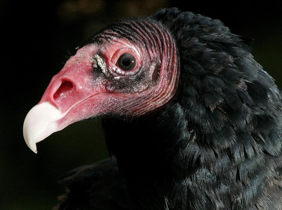 Turkey Vultures Gallery 8438