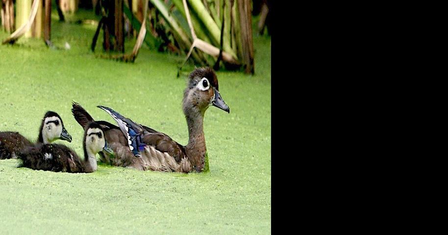 3 Virginia residents fined in illegal duck-hunting operation