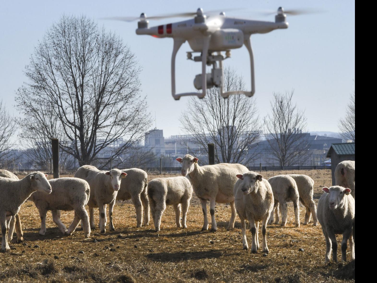 Дроны в животноводстве. Дрон пастух. Квадрокоптер пастух. БПЛА В животноводстве