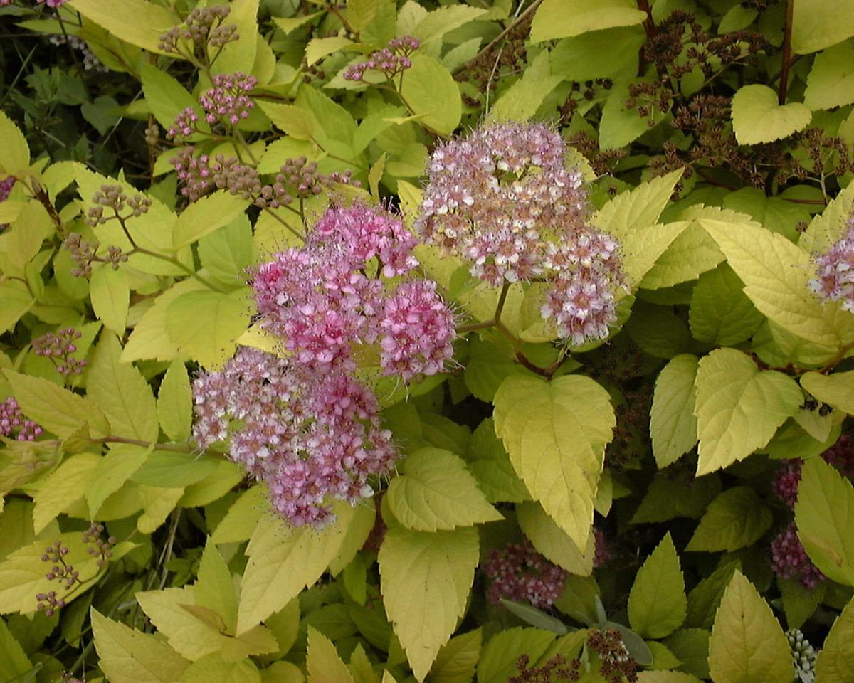 Fanatical Botanical Short List Of Short Shrubs Archive Roanoke Com