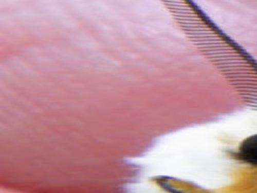 Photo Close Up Of An Agreeable Tiger Moth Lifestyles Roanoke Com