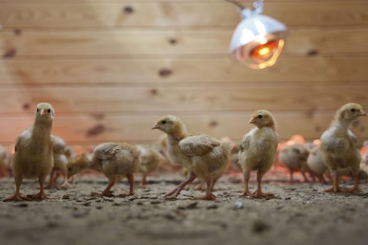 Abandoned Chicks