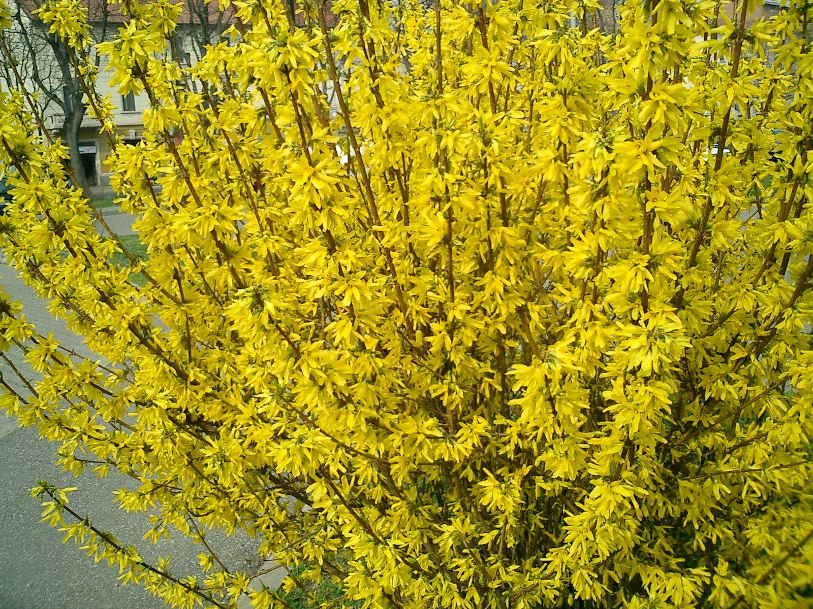 Fanatical Botanical Is Your Forsythia Not Blooming Archive Roanoke Com