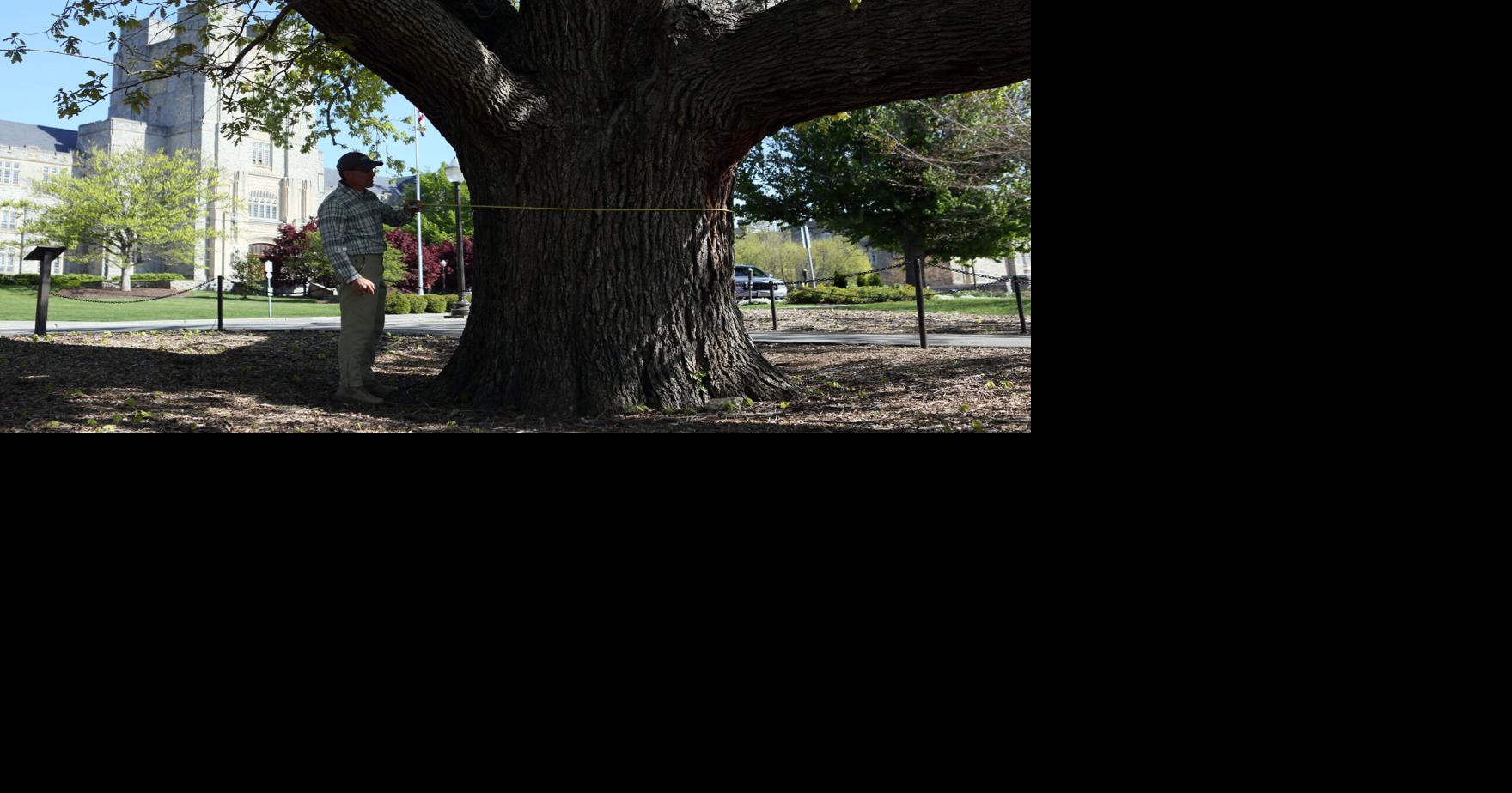 Standing the test of time: Virginia Tech helps track state's big trees