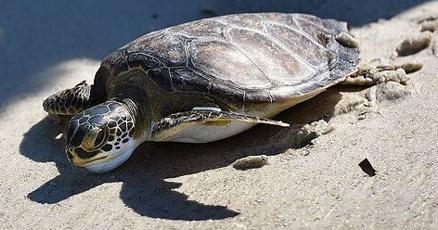Baby sea turtles are baking under the South Florida sun new study suggests Baby sea turtles are baking under the South Florida sun new study suggests