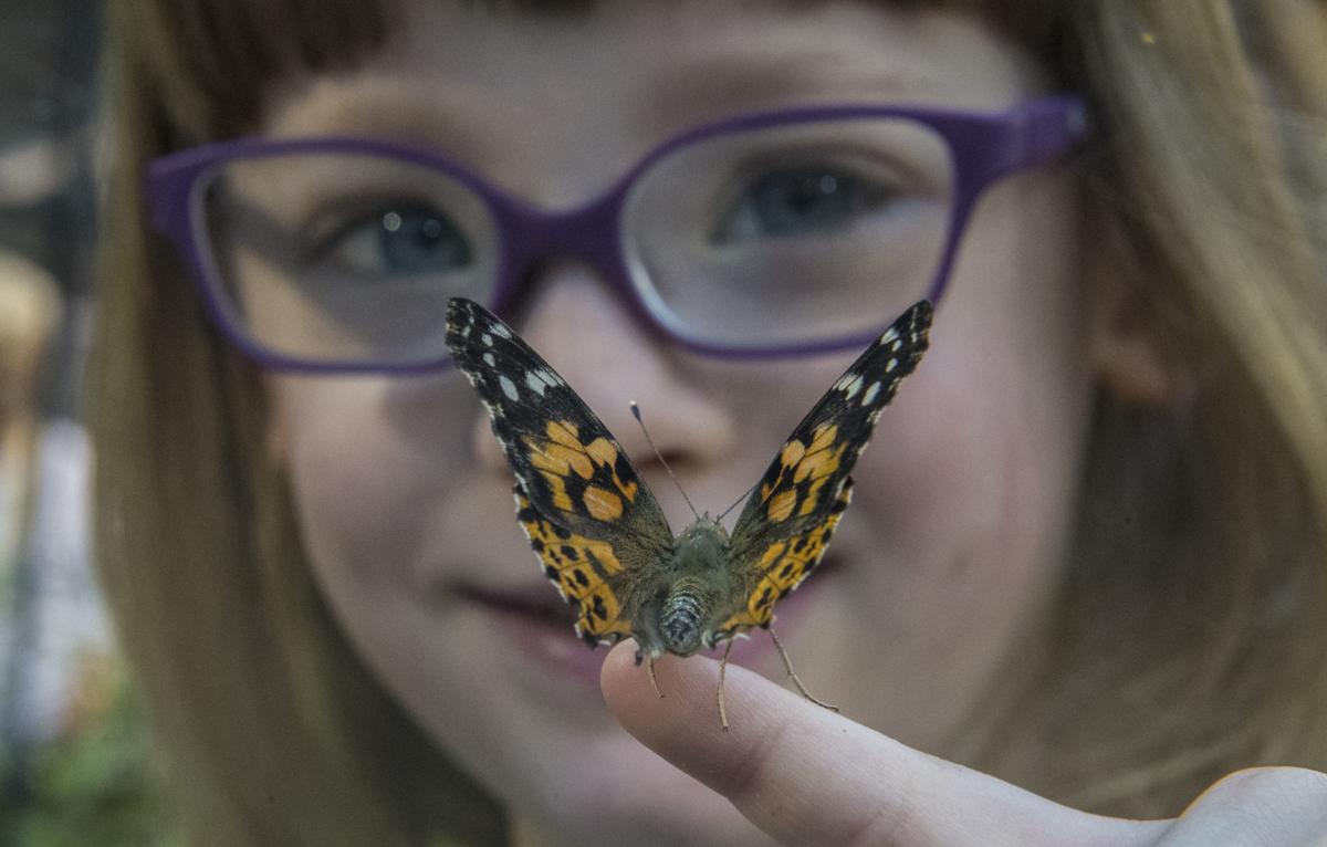 Butterflies Take Flight In Science Museum S Revamped Garden Local News Roanoke Com Shot on a sony fs7. butterflies take flight in science