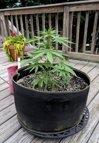 Cereal infinity plant for giveaway