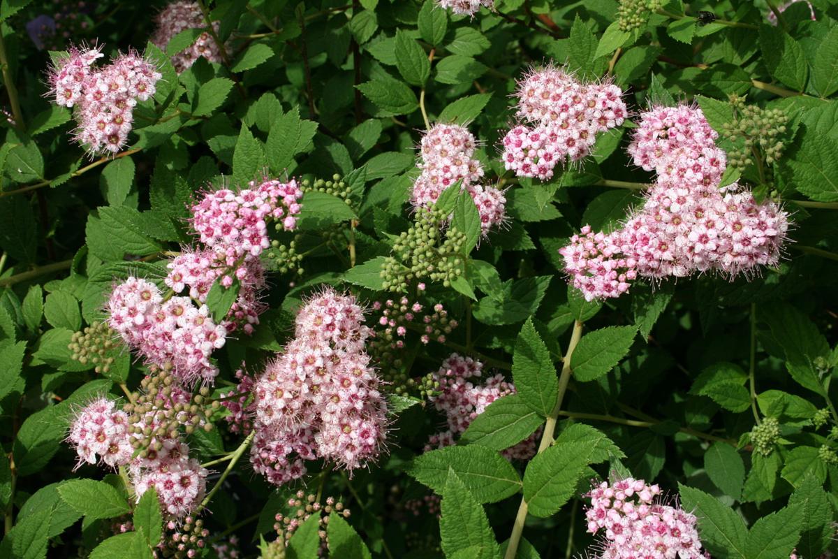 Fanatical Botanical Spectacular Spirea Archive Roanoke Com