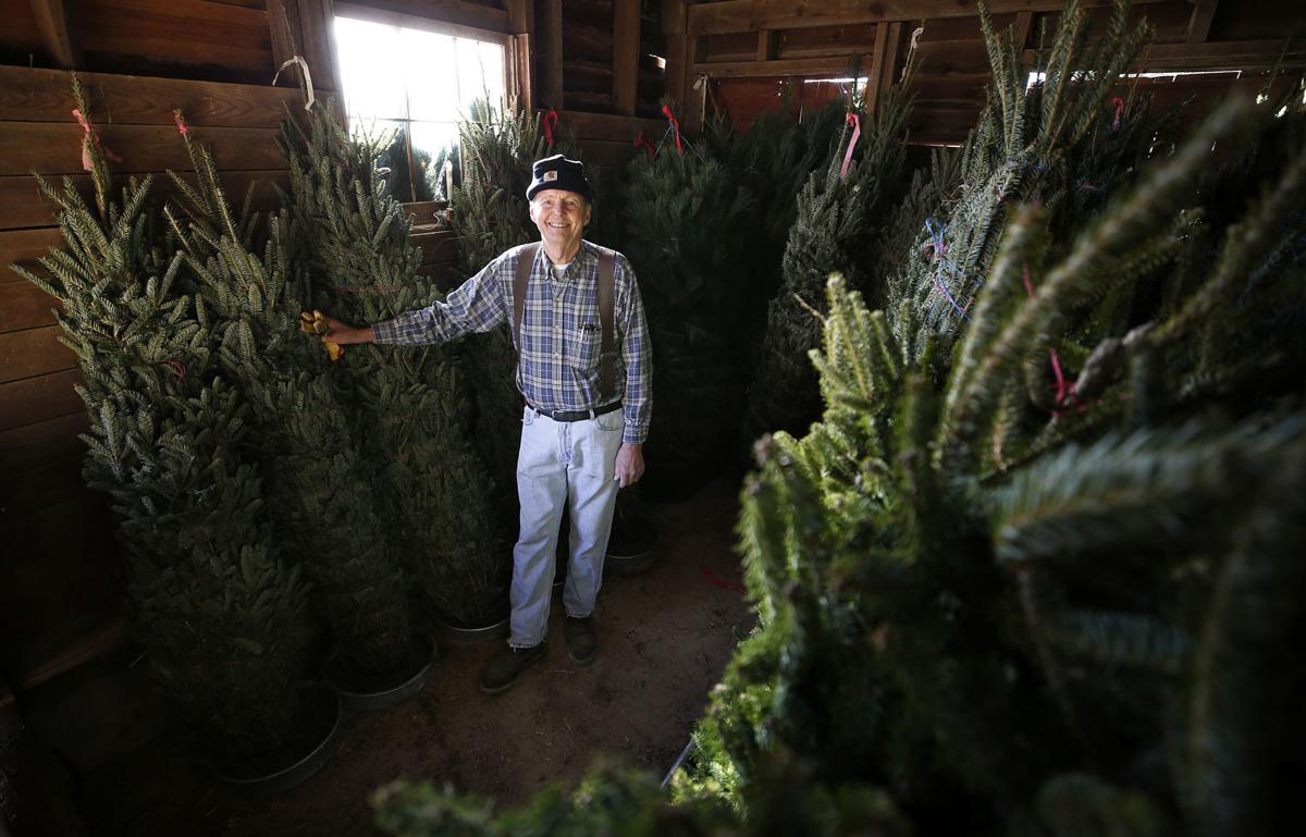 Christmas tree supply expected to be tighter this year could drive up prices