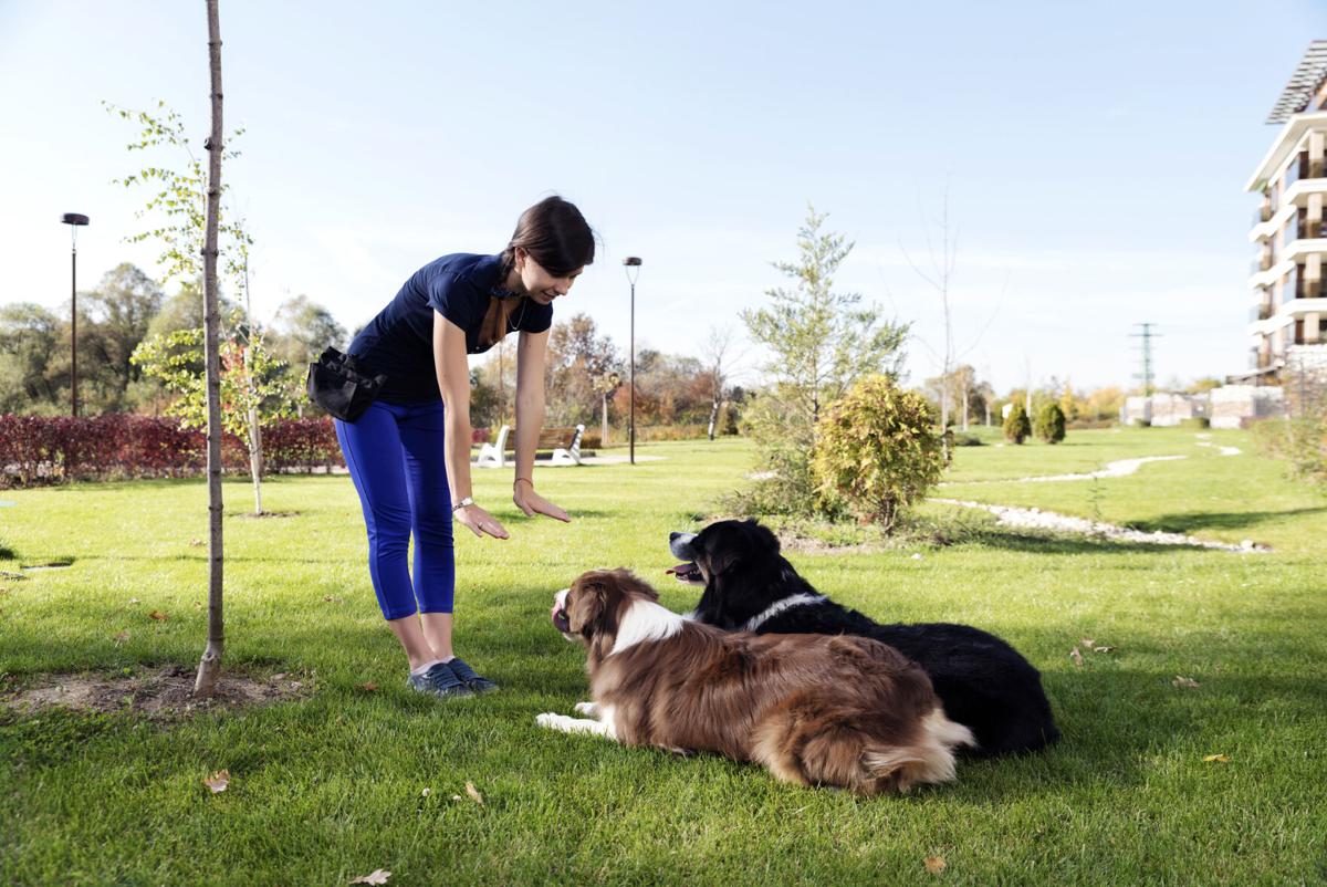 Two Dogs Laying Obey Training (copy)