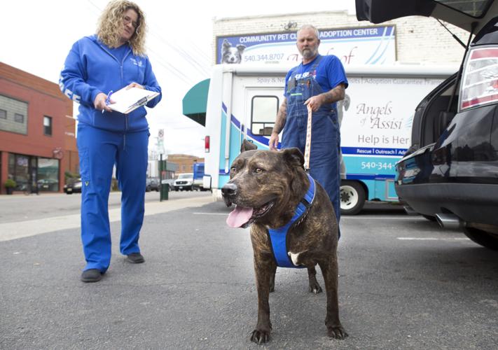 Roanoke animal shelters maintain adoption, vet services amid health crisis