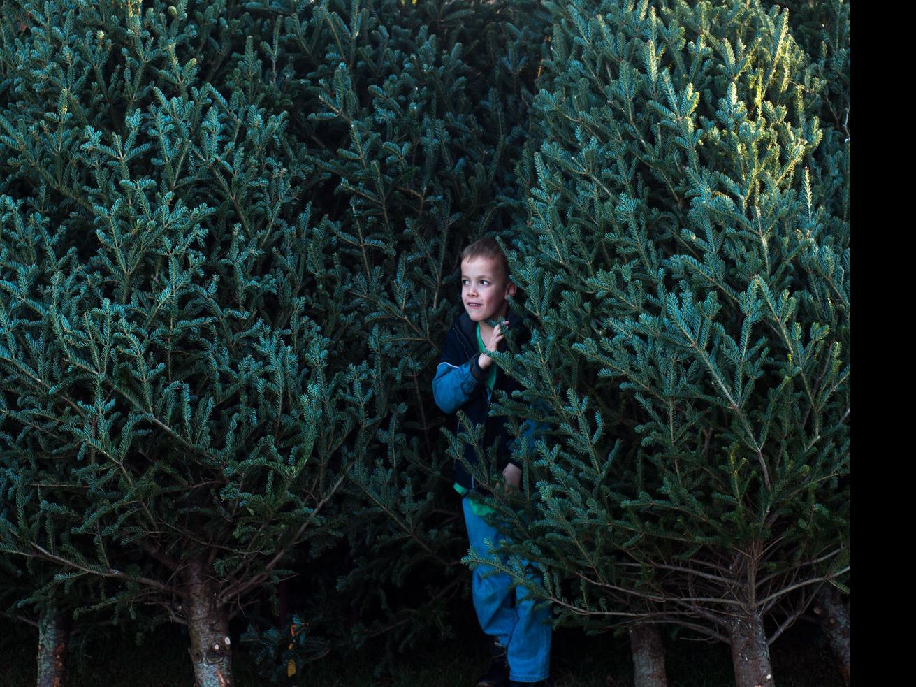 Heat Dries Up Christmas Tree Supply Virginia Roanoke Com