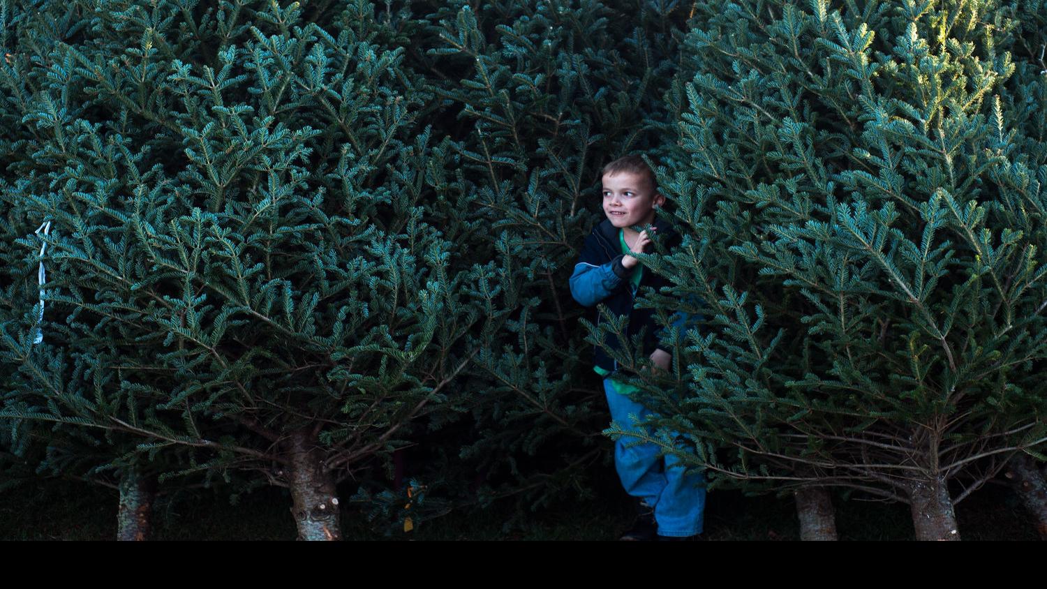 Heat Dries Up Christmas Tree Supply Virginia Roanoke Com
