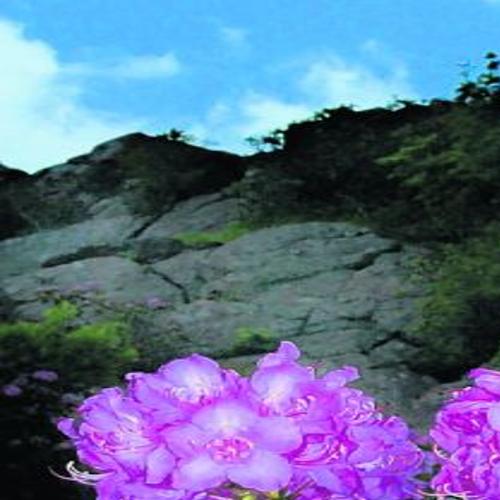 Down To Earth Azaleas And Rhododendrons Are Bloomin Beautiful Archive Roanoke Com